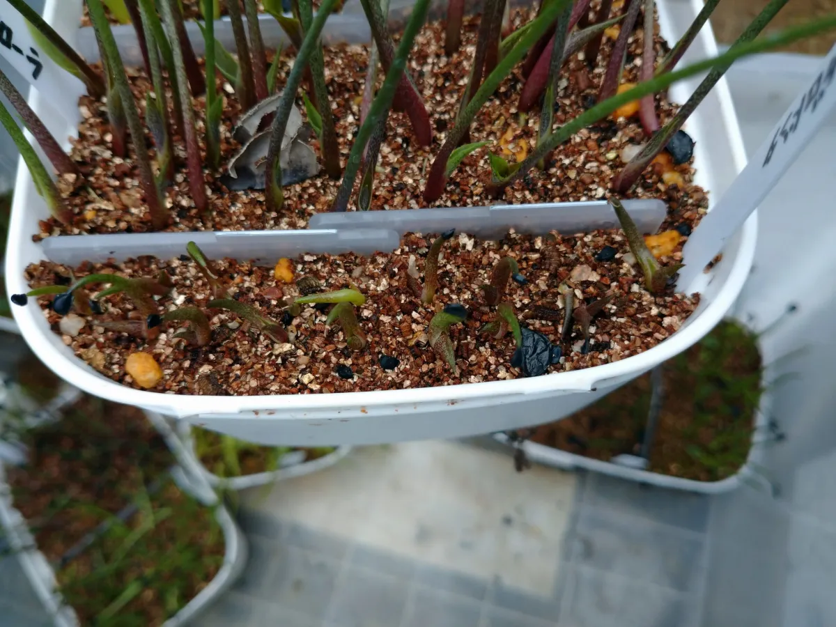 Agave megalodonta (アガベ メガロドンタ)