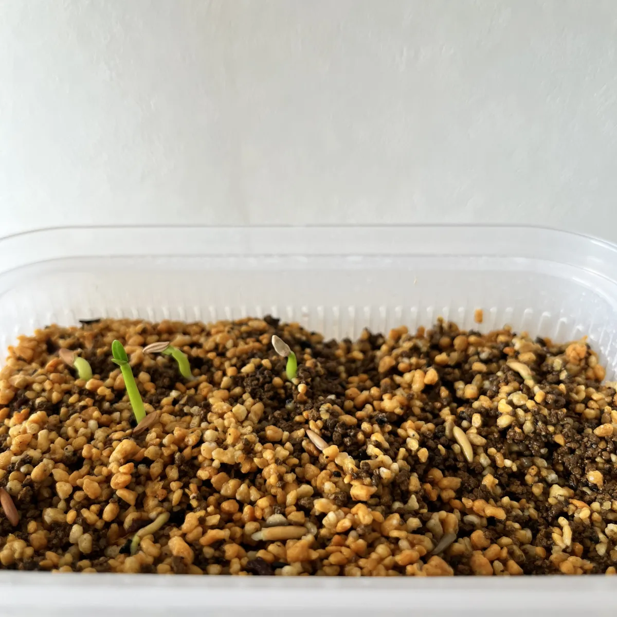 Pachypodium rosulatum var. gracilius (パキポディウム グラキリス)