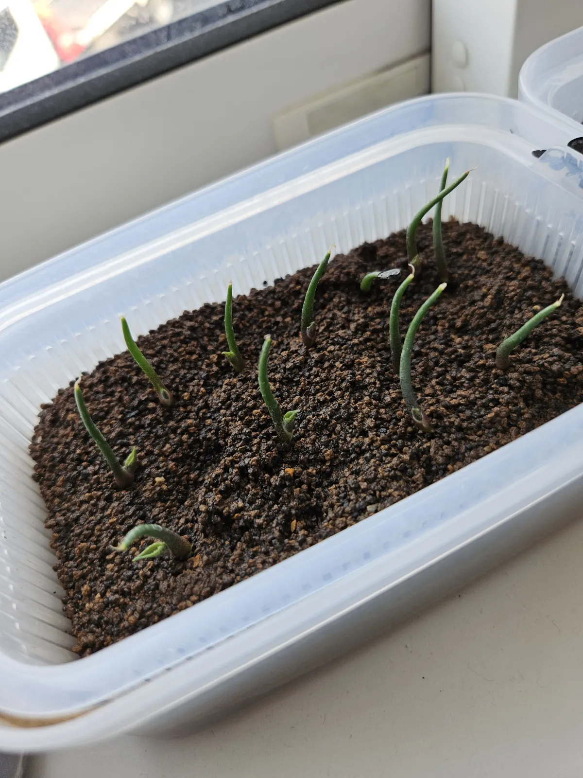 Agave guadalajarana (アガベ グアダラハラナ)