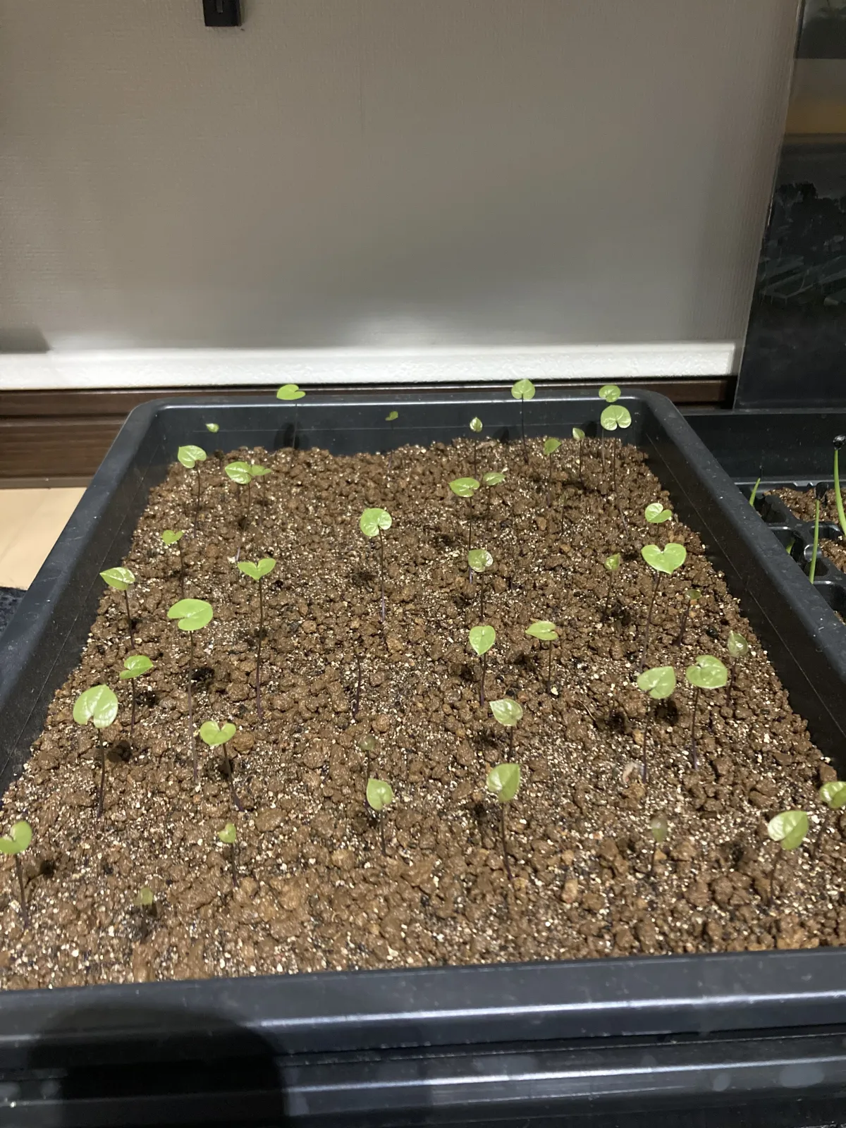 Dioscorea elephantipes (ディオスコレア エレファンティペス アフリカ亀甲竜)