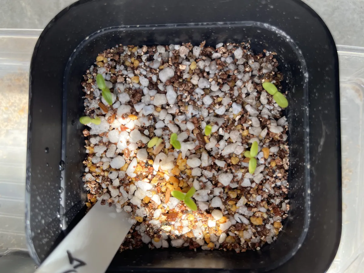 Pachypodium rosulatum (パキポディウム ロスラーツム)