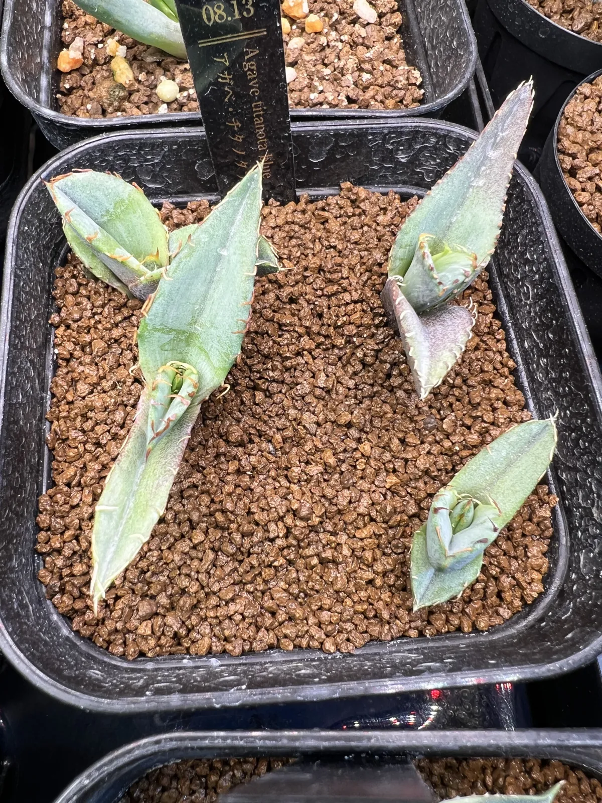 Agave titanota 'Blue' (アガベ チタノタブルー)