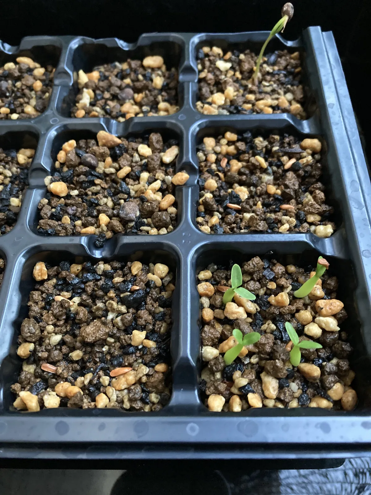 Pachypodium rosulatum (パキポディウム ロスラーツム)