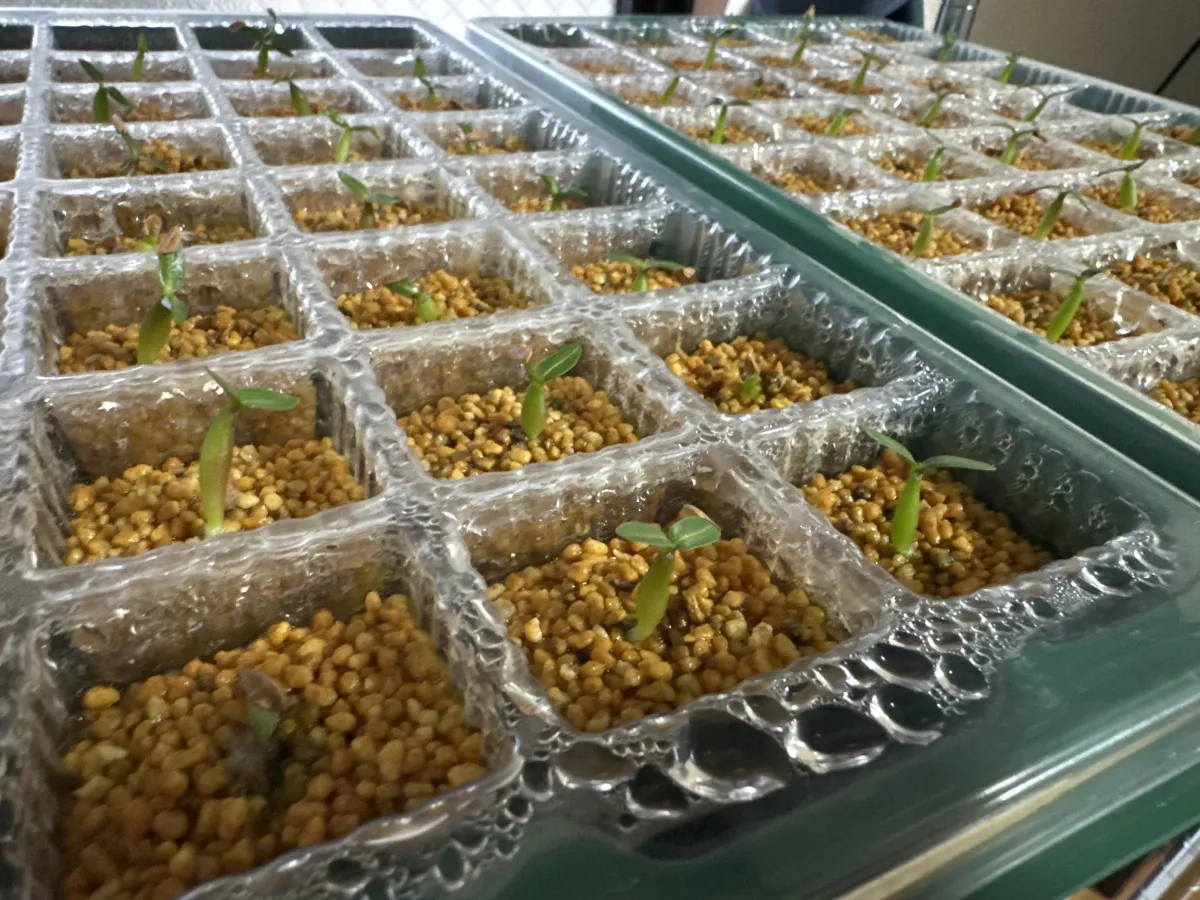 Pachypodium rosulatum var. gracilius (パキポディウム グラキリス)