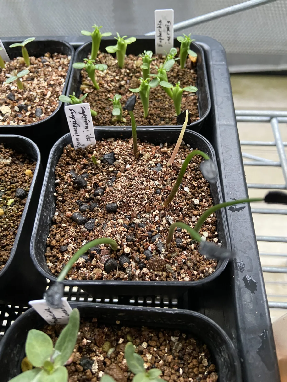 Agave inaequidens (アガベ インアクイデンス)