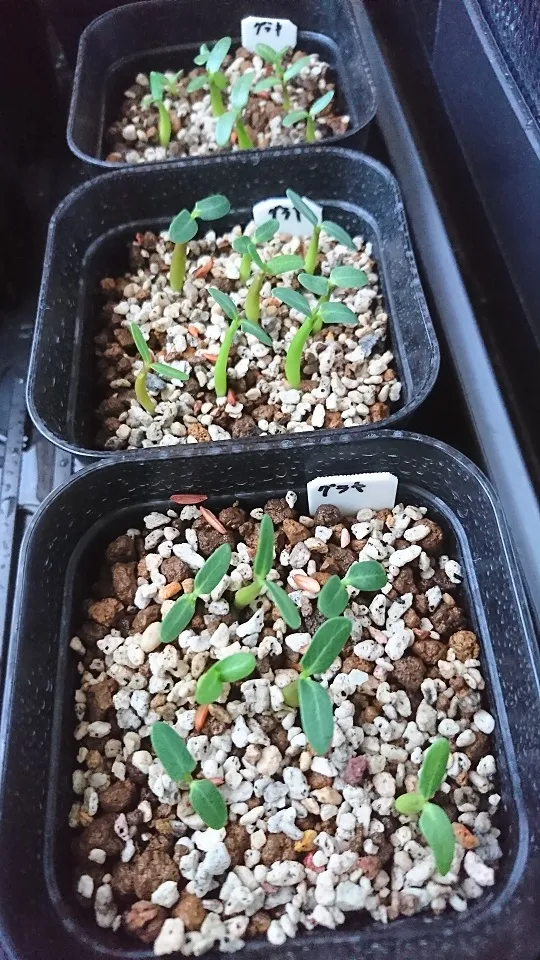 Pachypodium rosulatum var. gracilius (パキポディウム グラキリス)