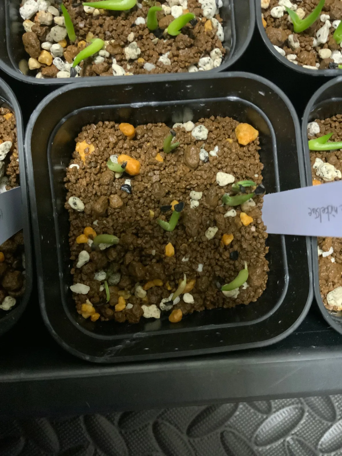 Agave nickelsiae (アガベ ニッケルシー)