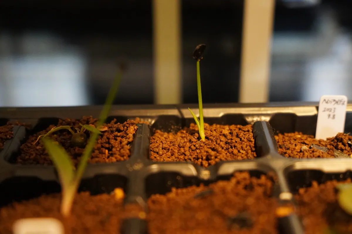 Agave inaequidens (アガベ インアクイデンス)