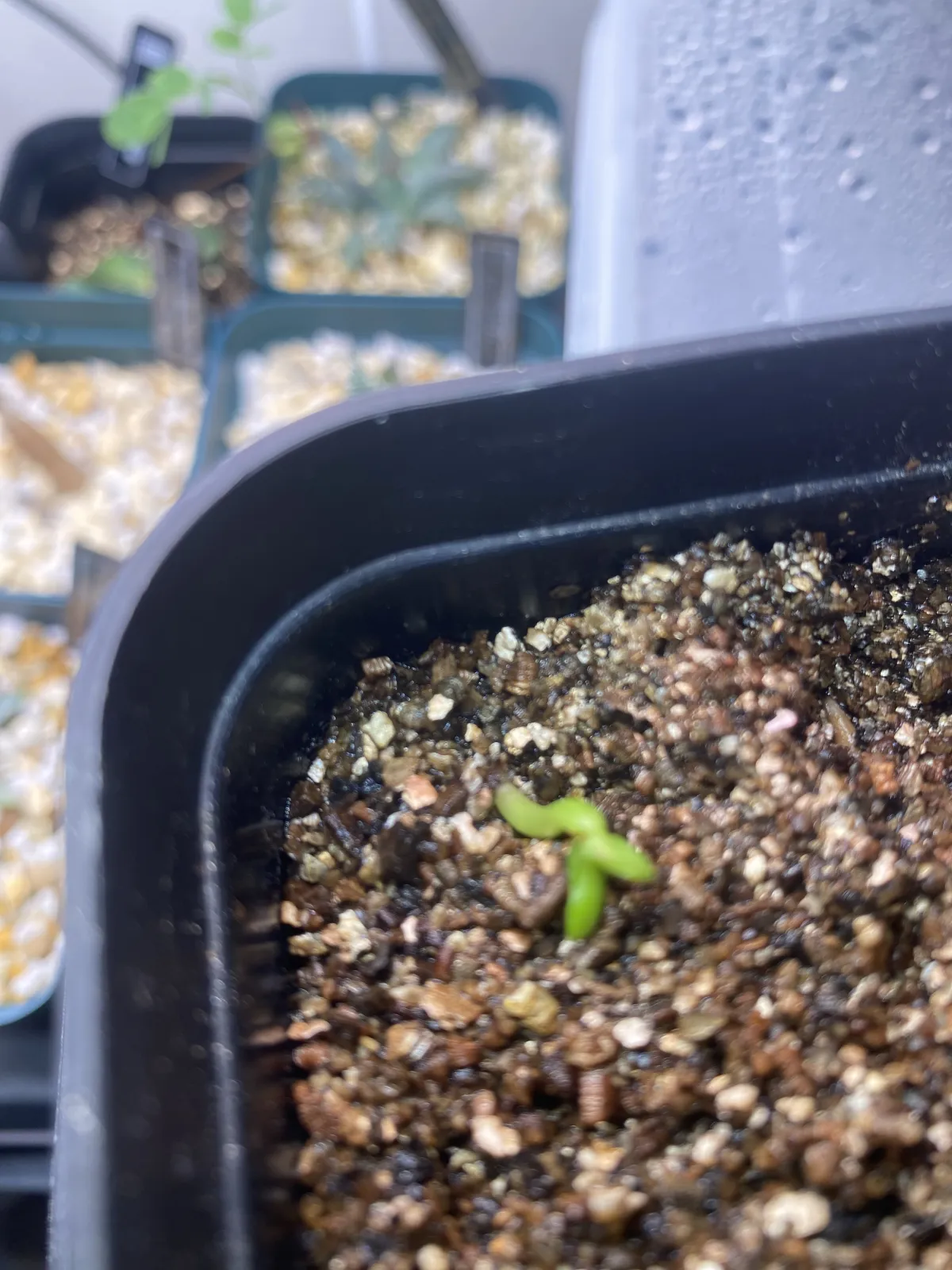 Pachypodium rosulatum var. gracilius (パキポディウム グラキリス)