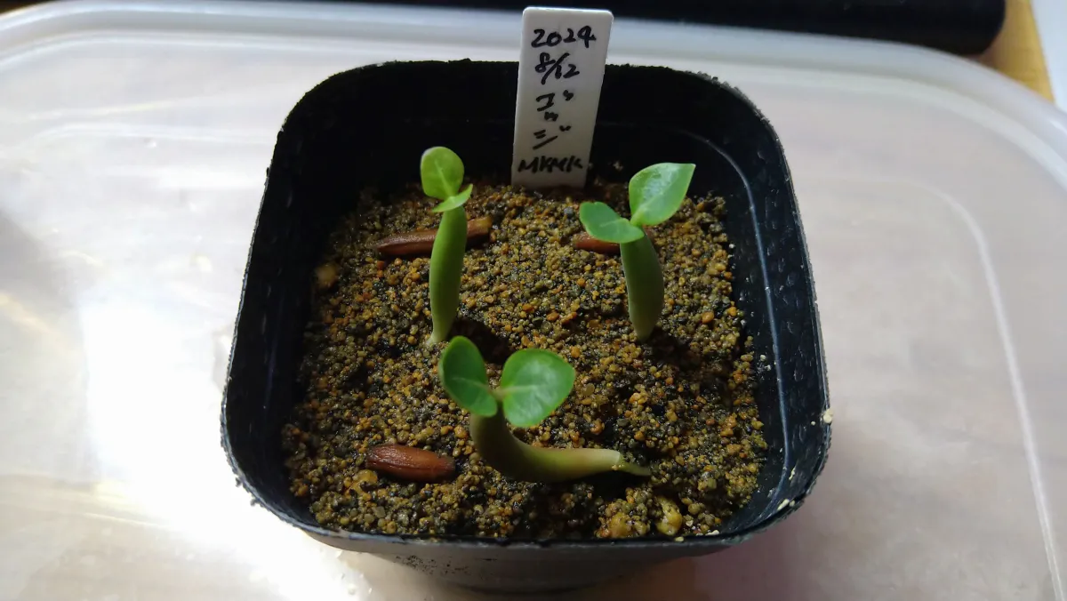 Adenium arabicum Godji x MKMK (アデニウム アラビカム ゴッジ x MKMK)