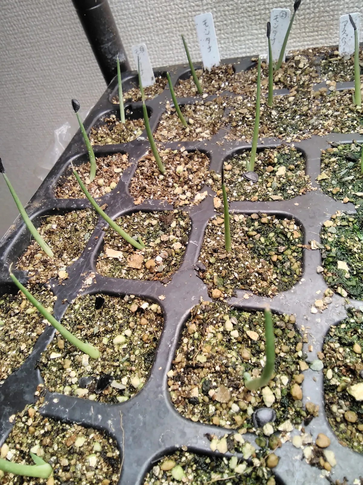 Agave montana (アガベ モンタナ)