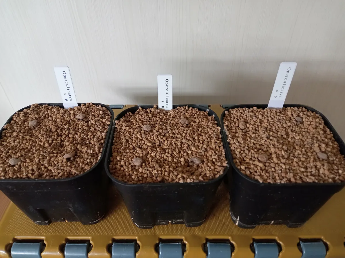 Operculicarya sp (オペルクリカリア)