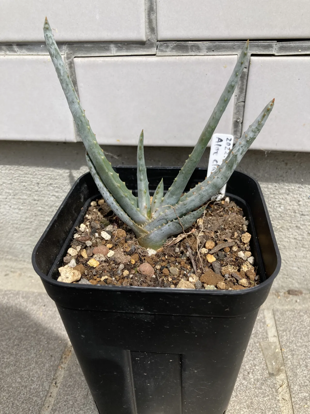 Aloe claviflora (アロエ クラビフローラ)