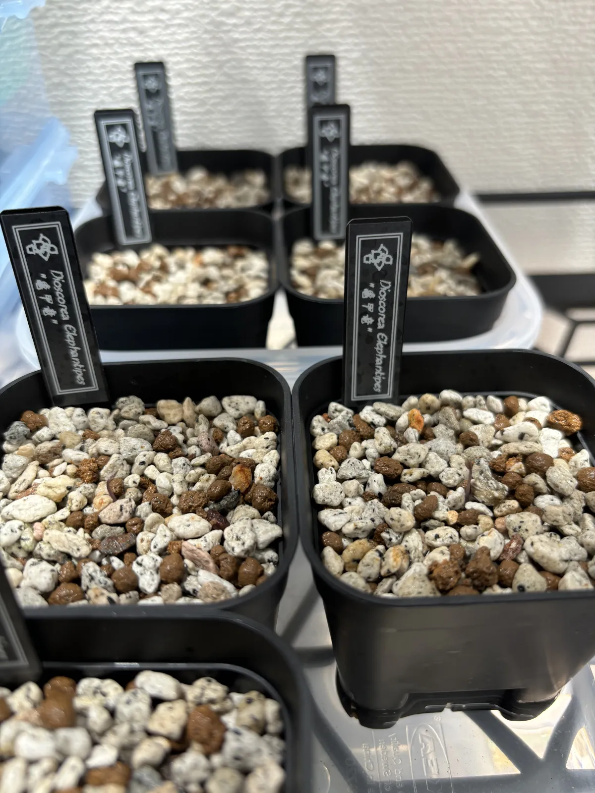 Dioscorea elephantipes (ディオスコレア エレファンティペス2023F)