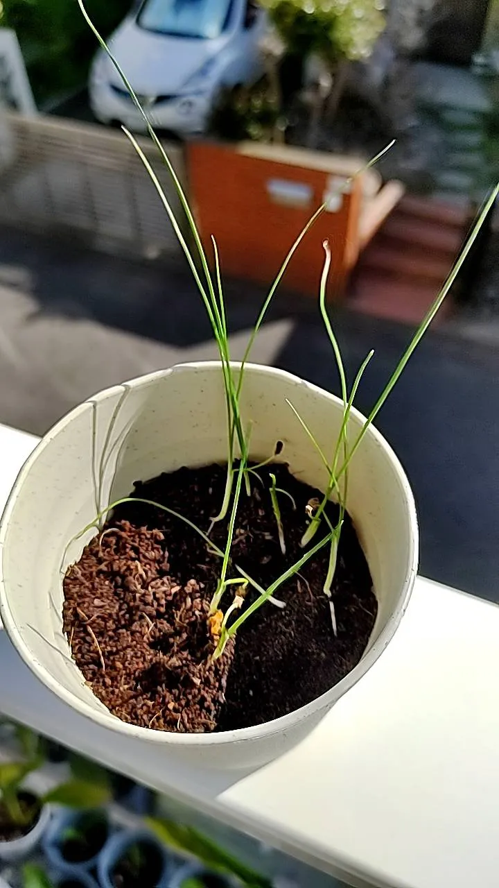 Nolina brevifolia (ノリナ ブレビフォリア)