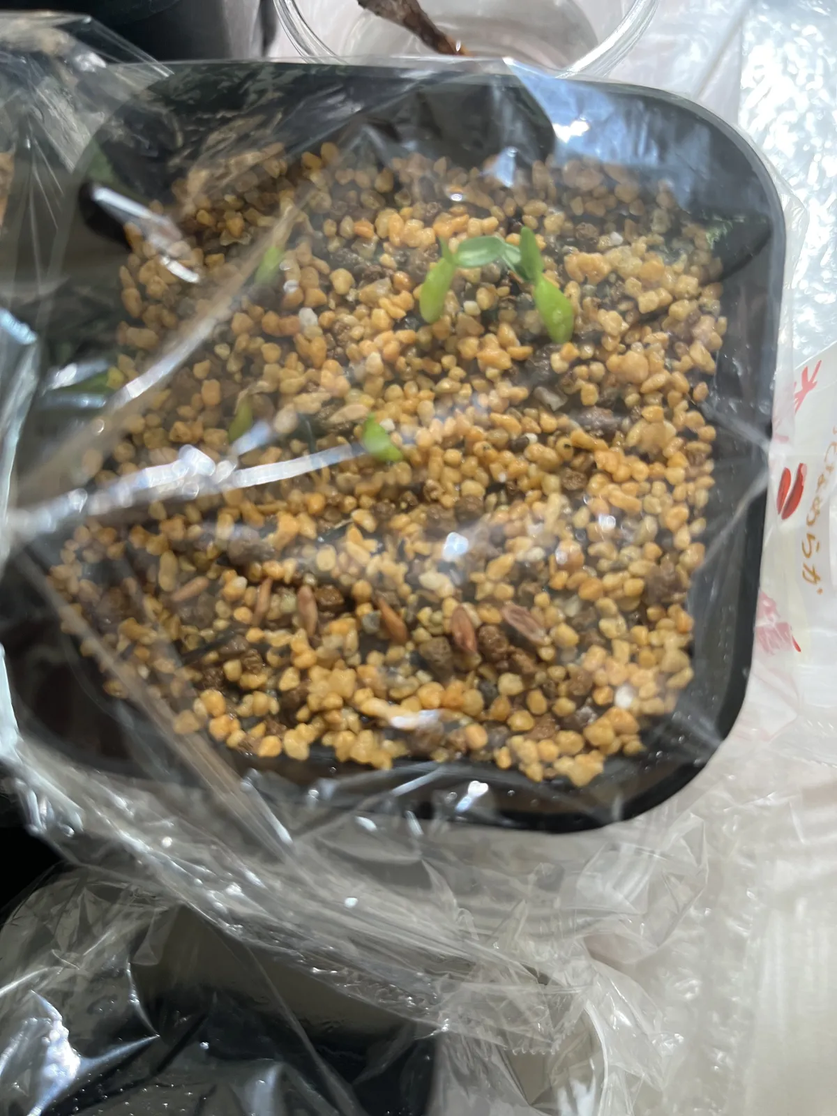 Pachypodium ambongense (パキポディウム アンボンゲンセ)