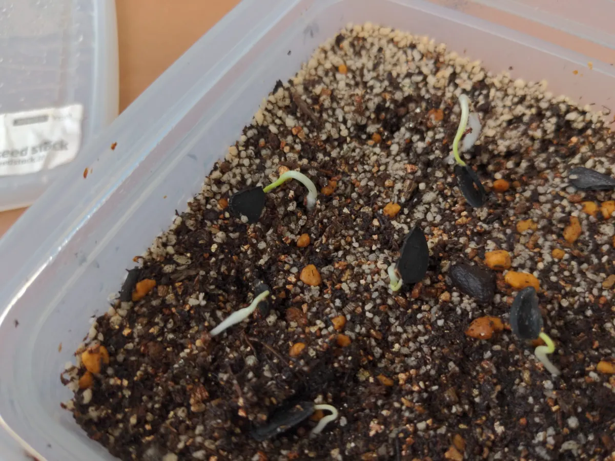 Yucca elata (ユッカ エラータ)