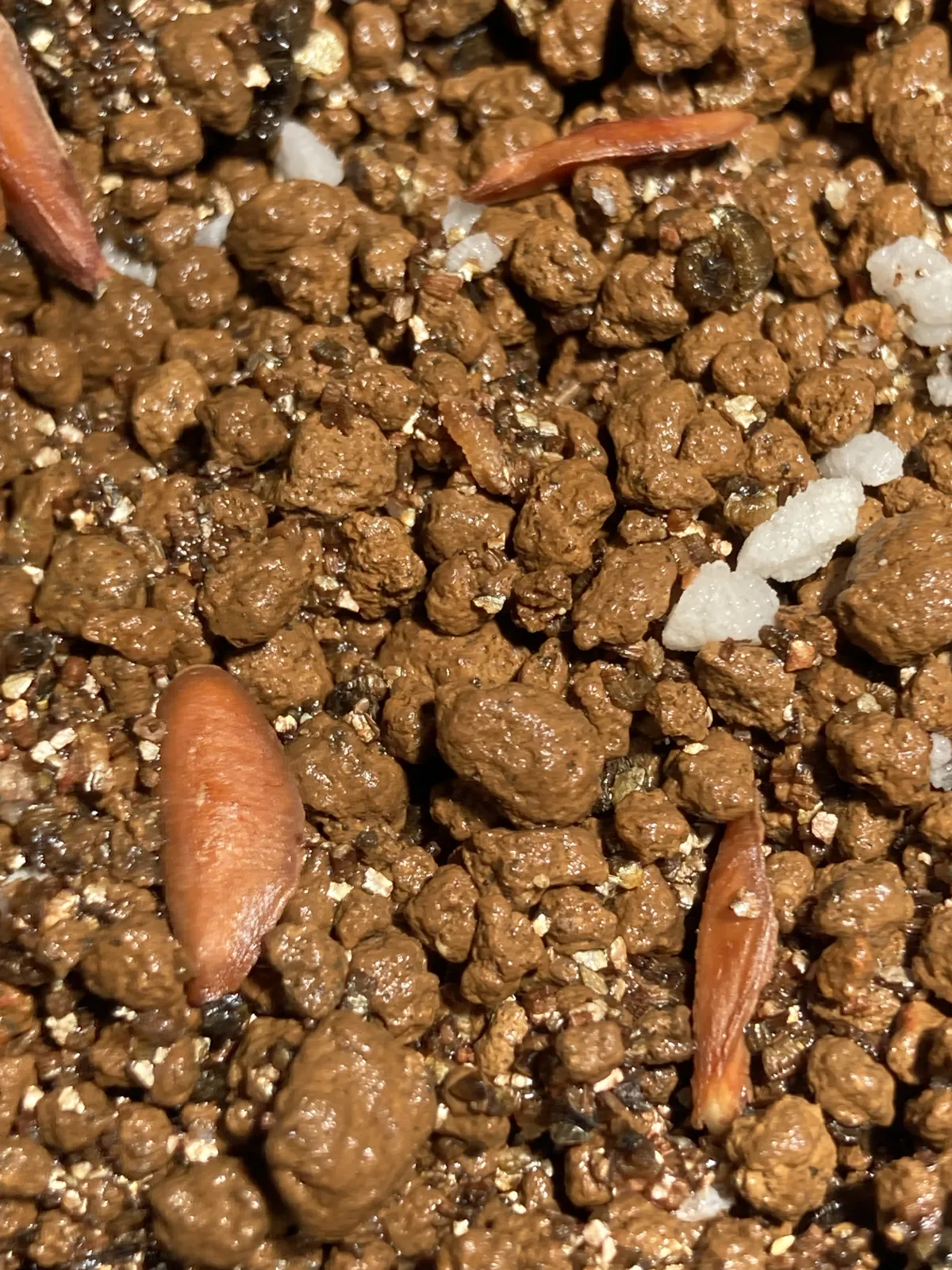 Petopentia natalensis (ペトペンチア ナタレンシス)