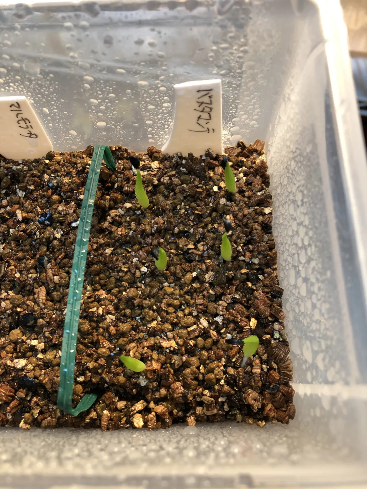 Agave victoriae-reginae 'Bustamante' (アガベ バスタマンテ)