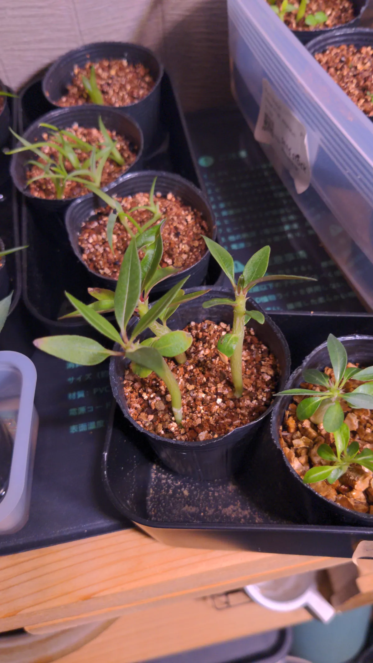 Pachypodium baronii (パキポディウム バロニー)