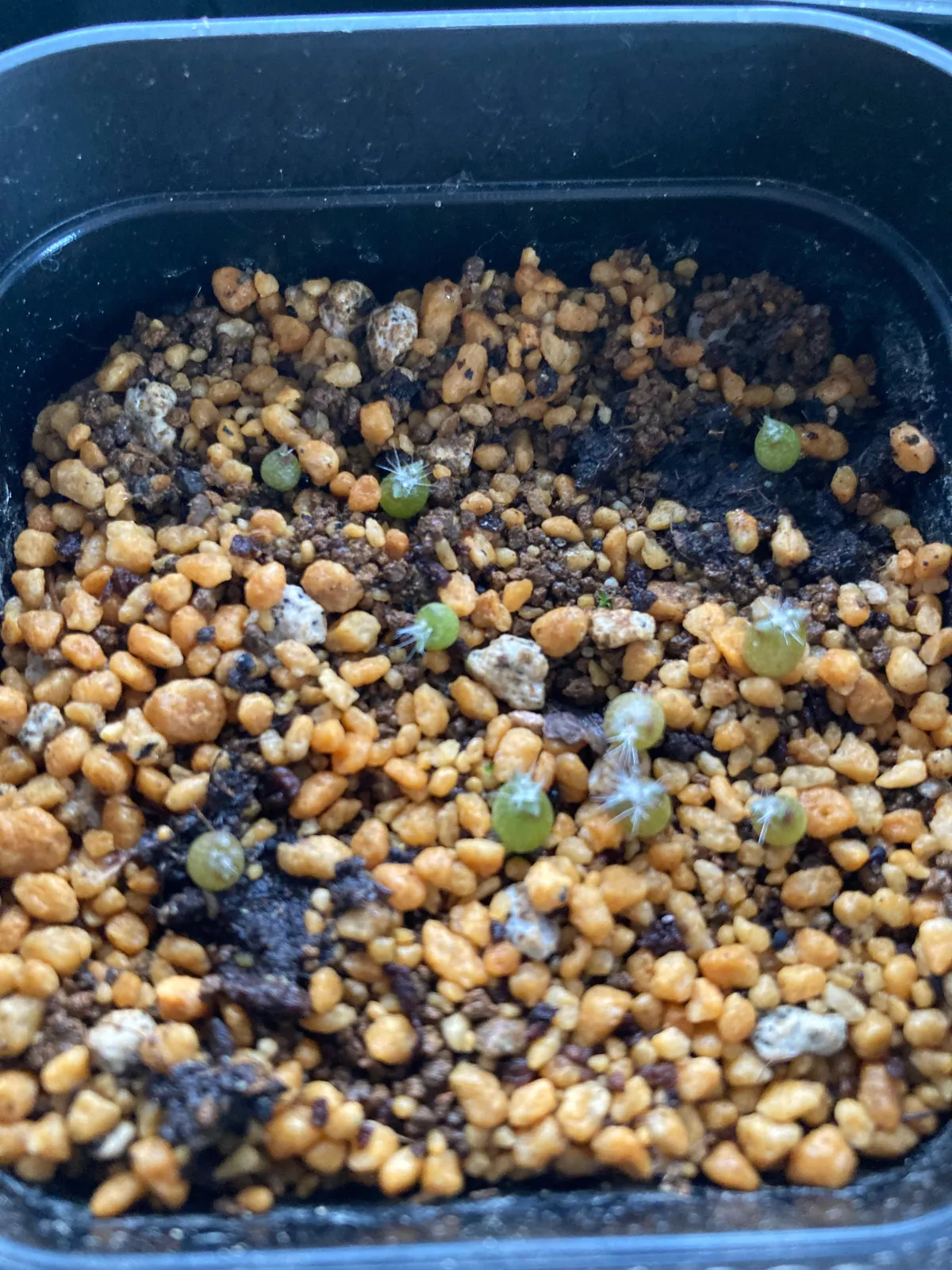 Echinopsis subdenudata (エキノプシス 大豪丸)