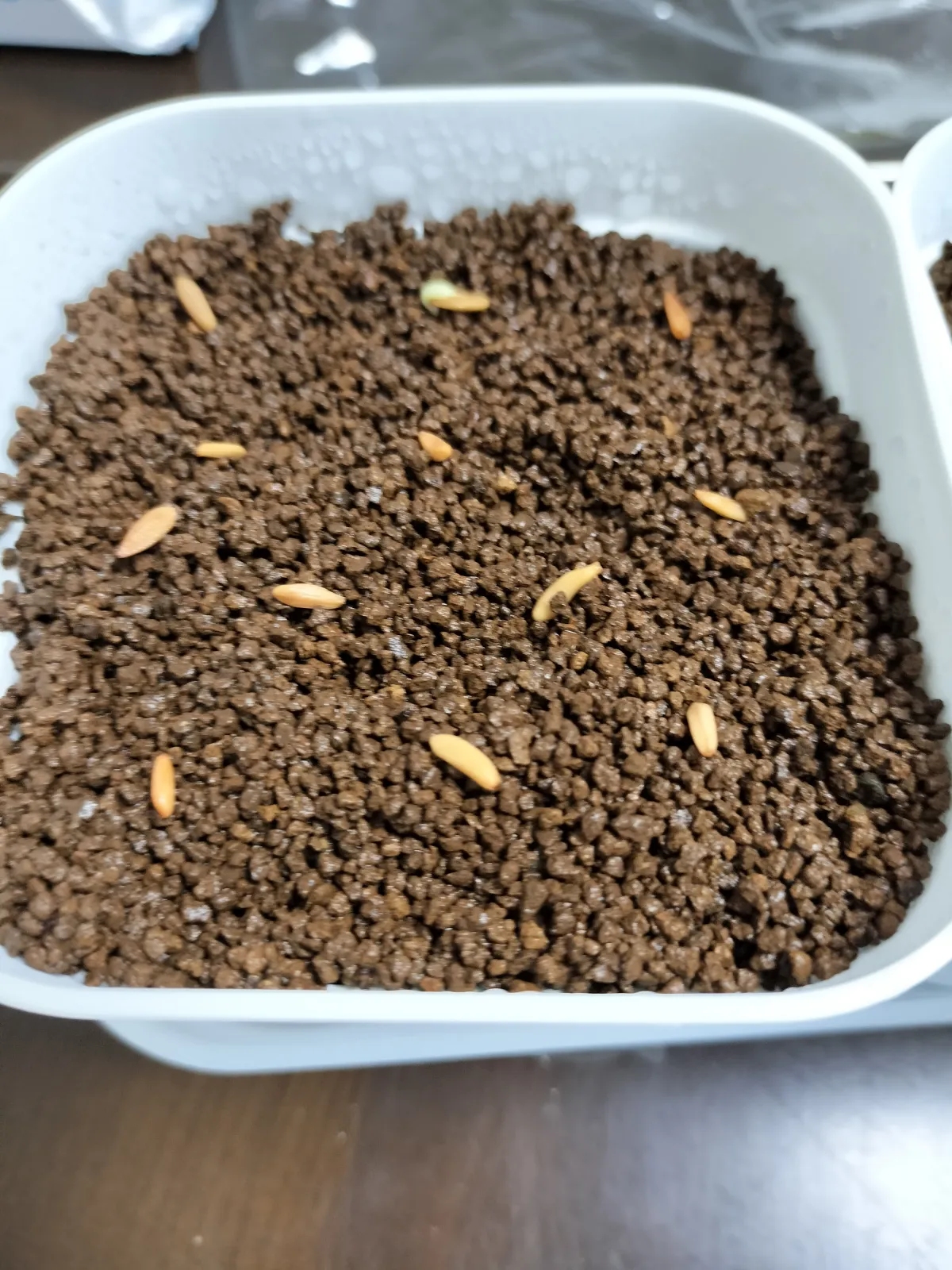 Pachypodium rosulatum ssp. cactipes (パキポディウム カクチペス)