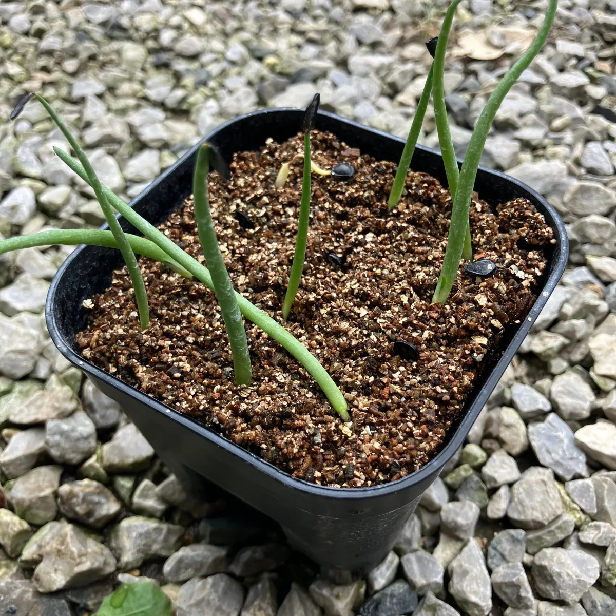Agave parryi var. huachucensis 'Wakefield' (アガベ パリー ウェイクフィールド)
