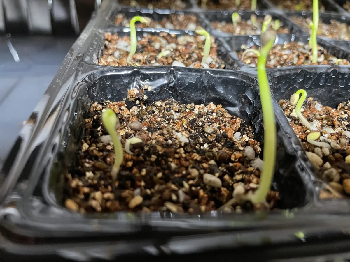 Euphorbia ferox (ユーフォルビア フェロックス)