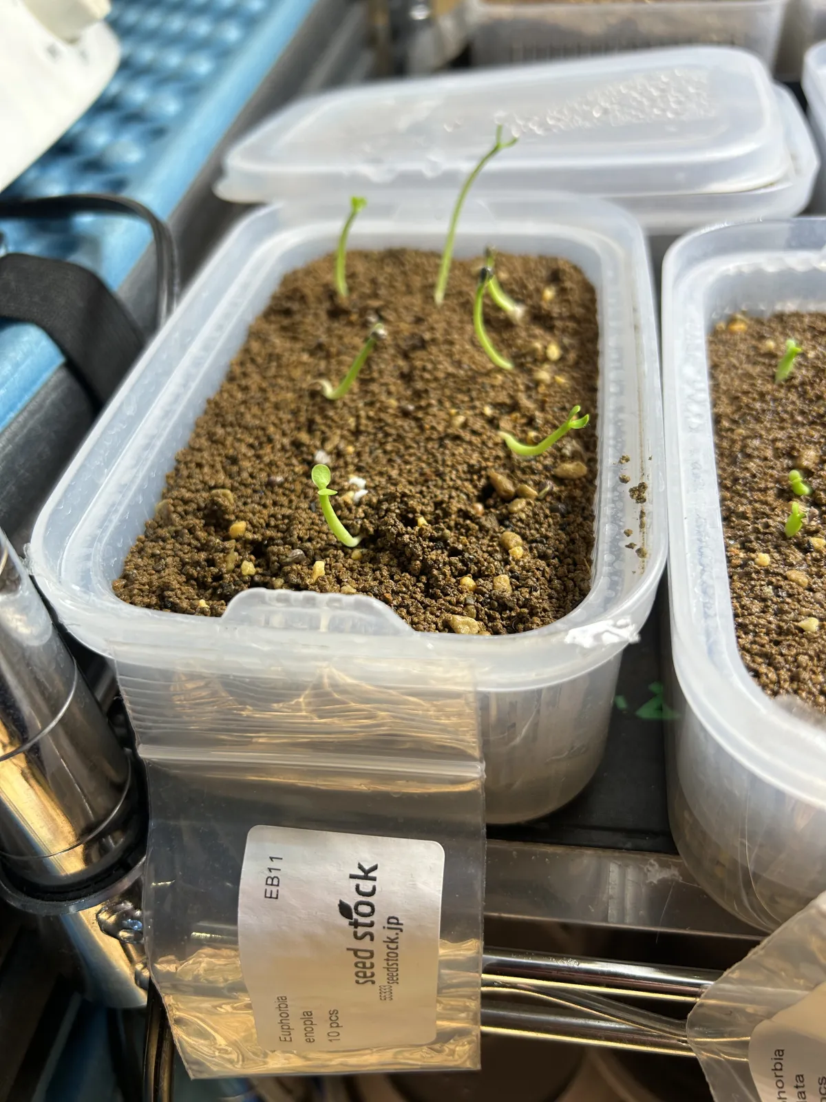 Euphorbia enopla (ユーフォルビア エノプラ 紅彩閣)