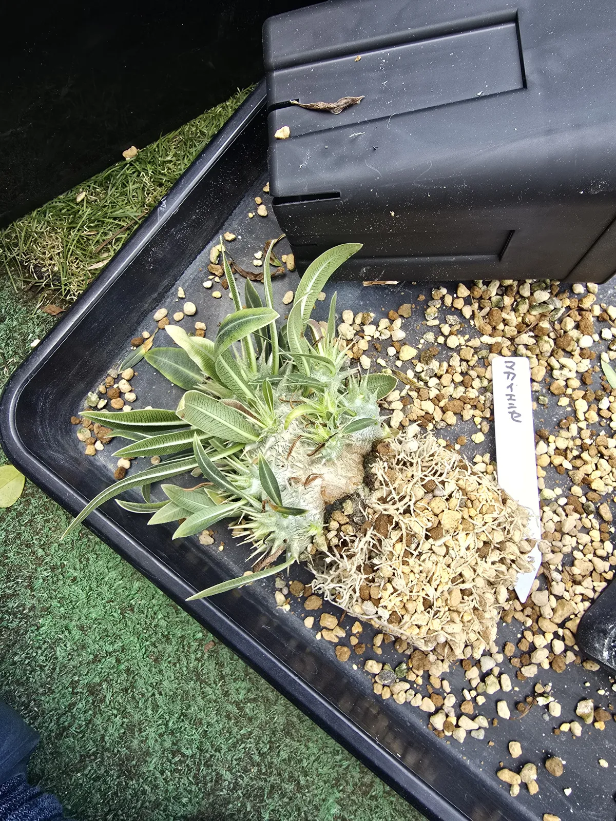 Pachypodium rosulatum subsp. makayense (パキポディウム マカイエンセ)