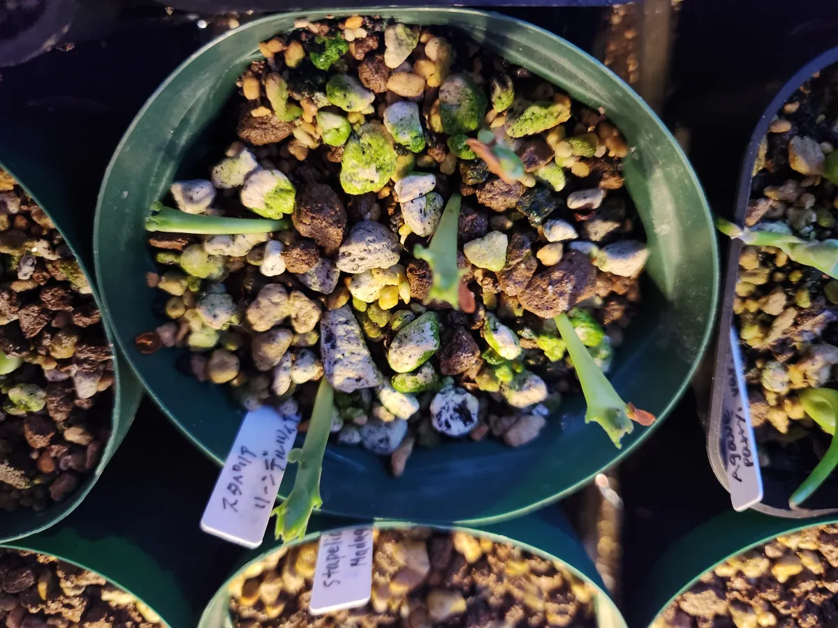 Stapelia leendertziae (スタペリア リーンデルジアエ)