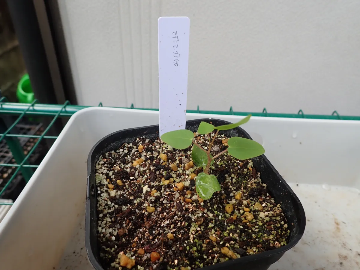 Adenia glauca (アデニア グラウカ)