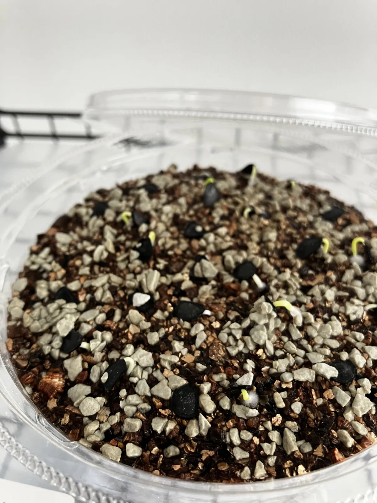 Agave parryi var. truncata (アガベ パリー トランカータ)