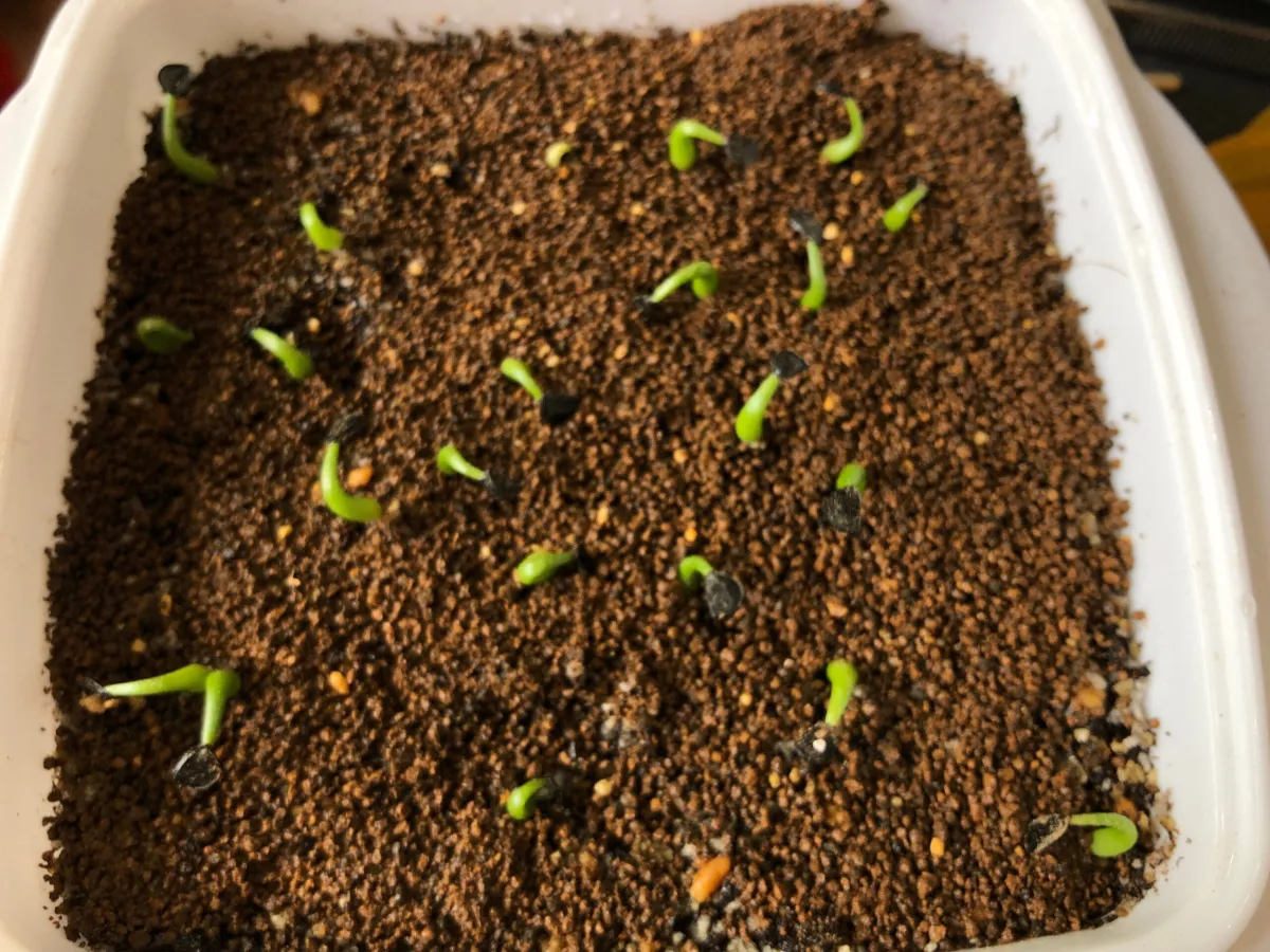 Agave nickelsiae (アガベ ニッケルシー)