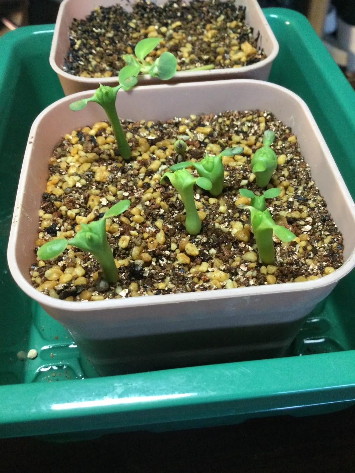 Euphorbia obesa subsp. obesa (ユーフォルビア オベサ)