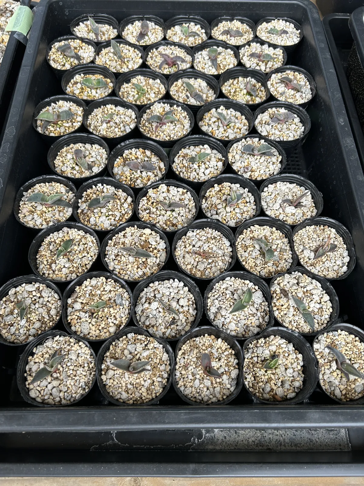 Agave parryi ssp. neomexicana 'Sierra Blanca' (アガベ ネオメキシカーナ シエラブランカ)