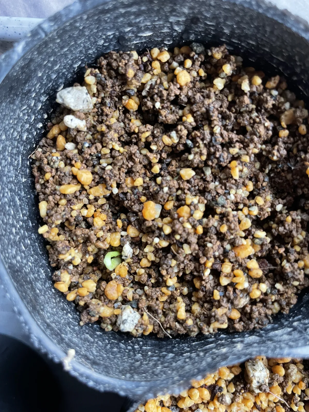 Yucca periculosa (ユッカ ペリクローサ)