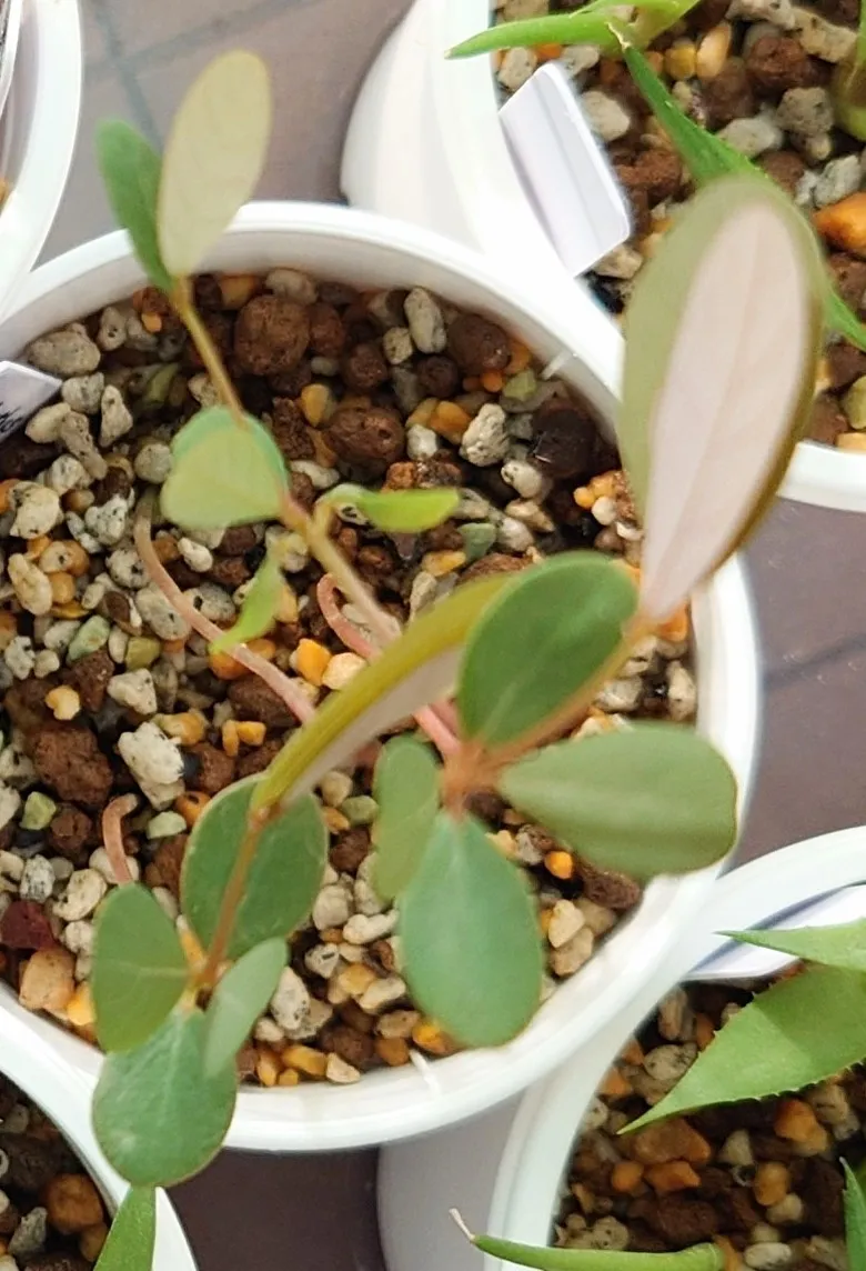 Phyllanthus mirabilis (フィランサス ミラビリス)