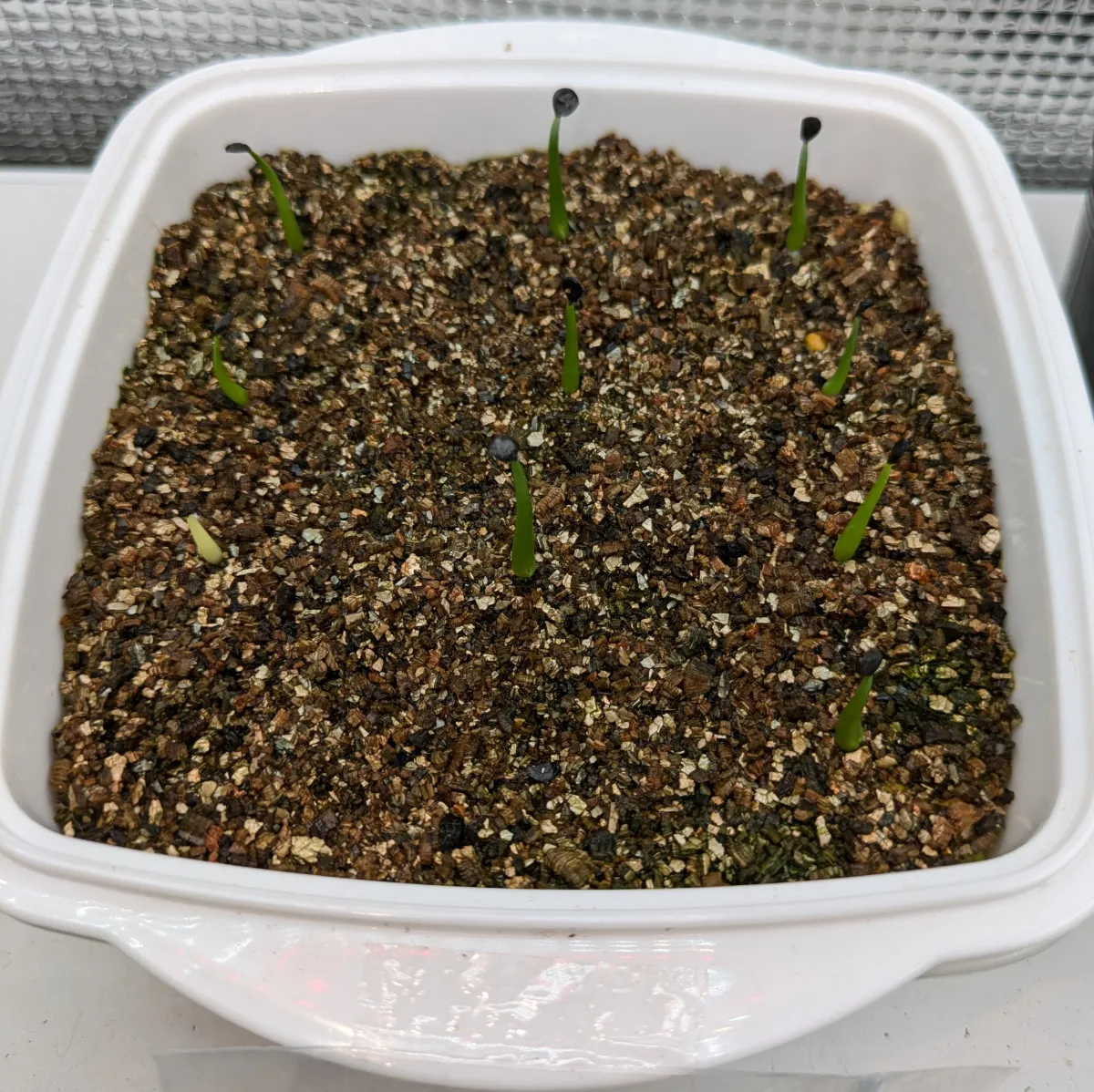 Agave utahensis var. eborispina 'Hayford' (アガベ エボリスピナ ヘイフォード)