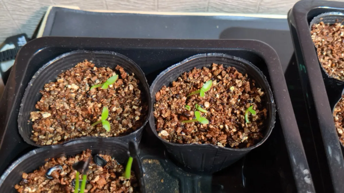 ヒロセレウス　コスタリケンシス