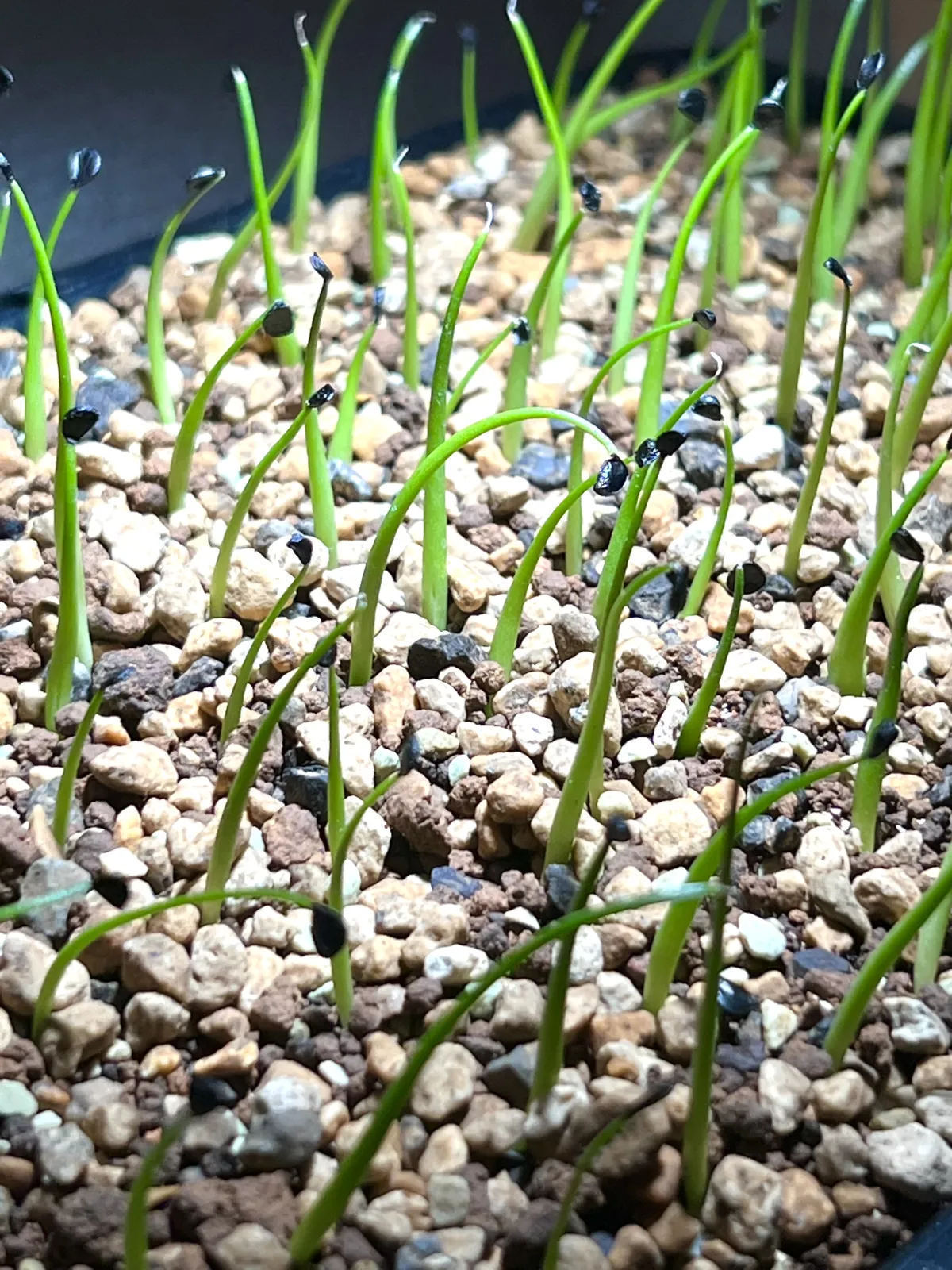 Agave utahensis var. eborispina (アガベ エボリスピナ)