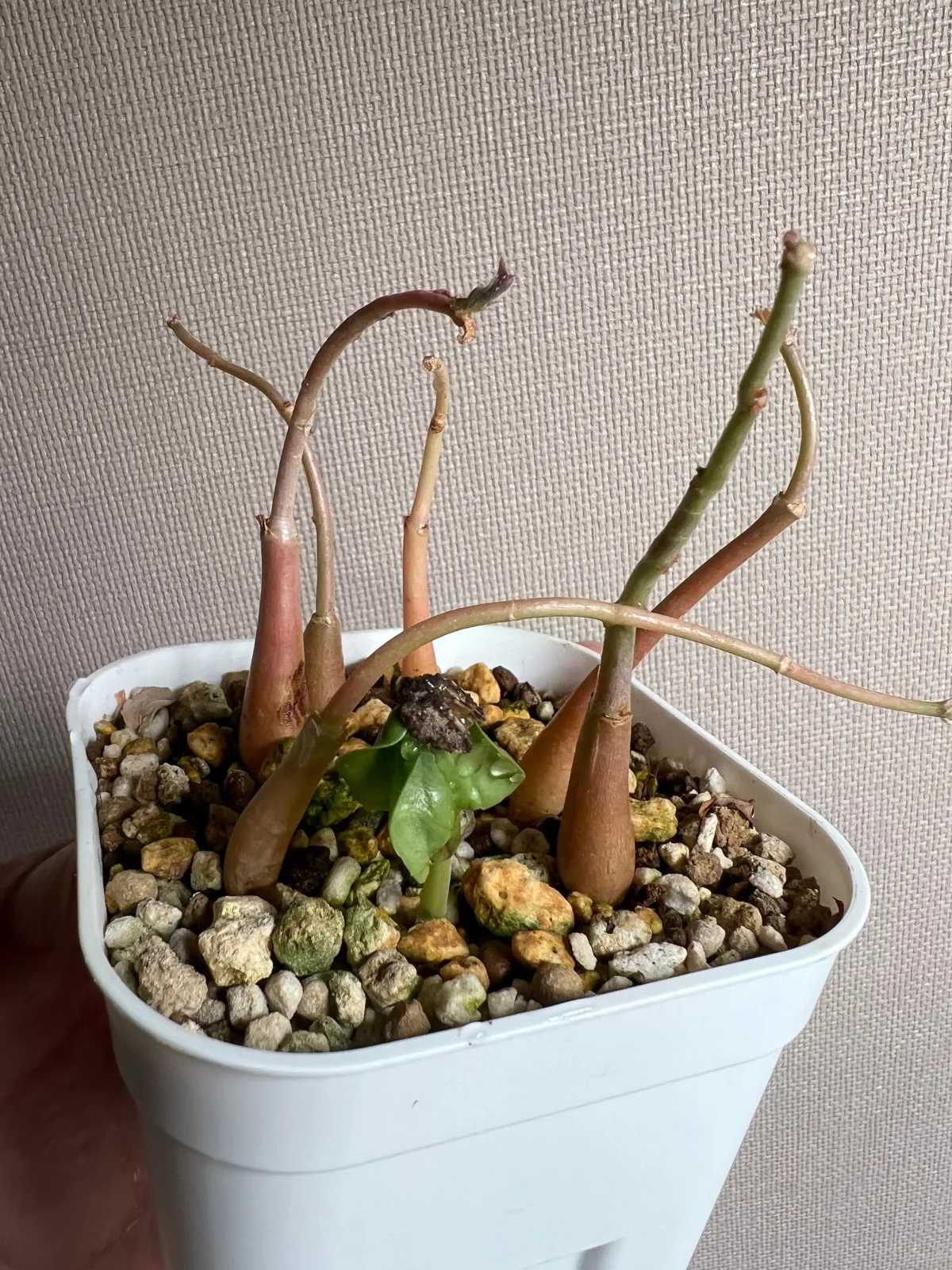 Cyphostemma juttae (キフォステンマ ユッタエ)