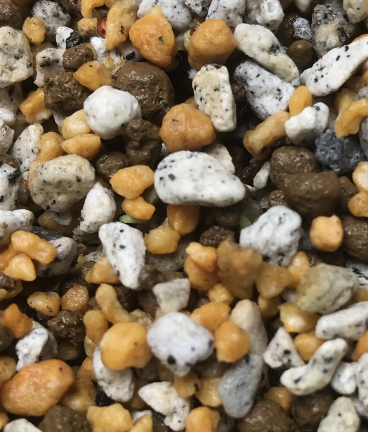 Agave titanota 'Blue' (アガベ チタノタブルー)