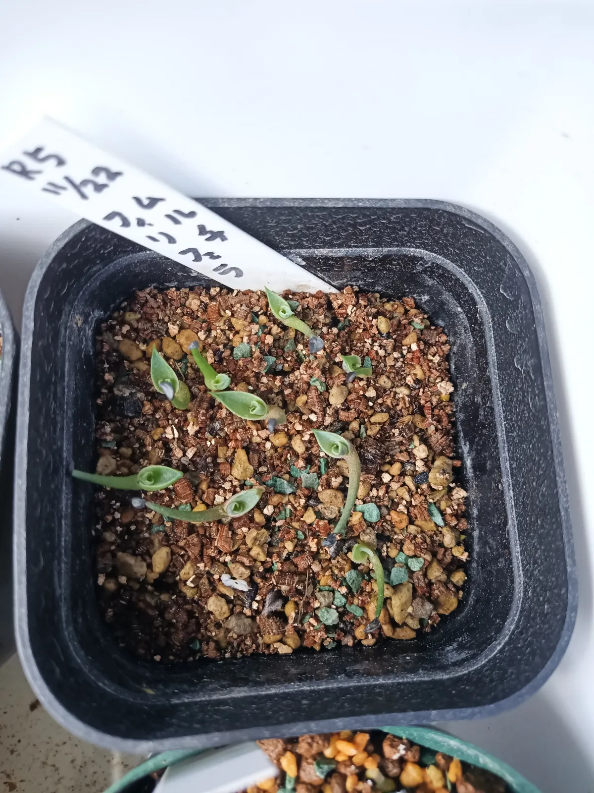 Agave multifilifera (アガベ マルチフィリフェラ)