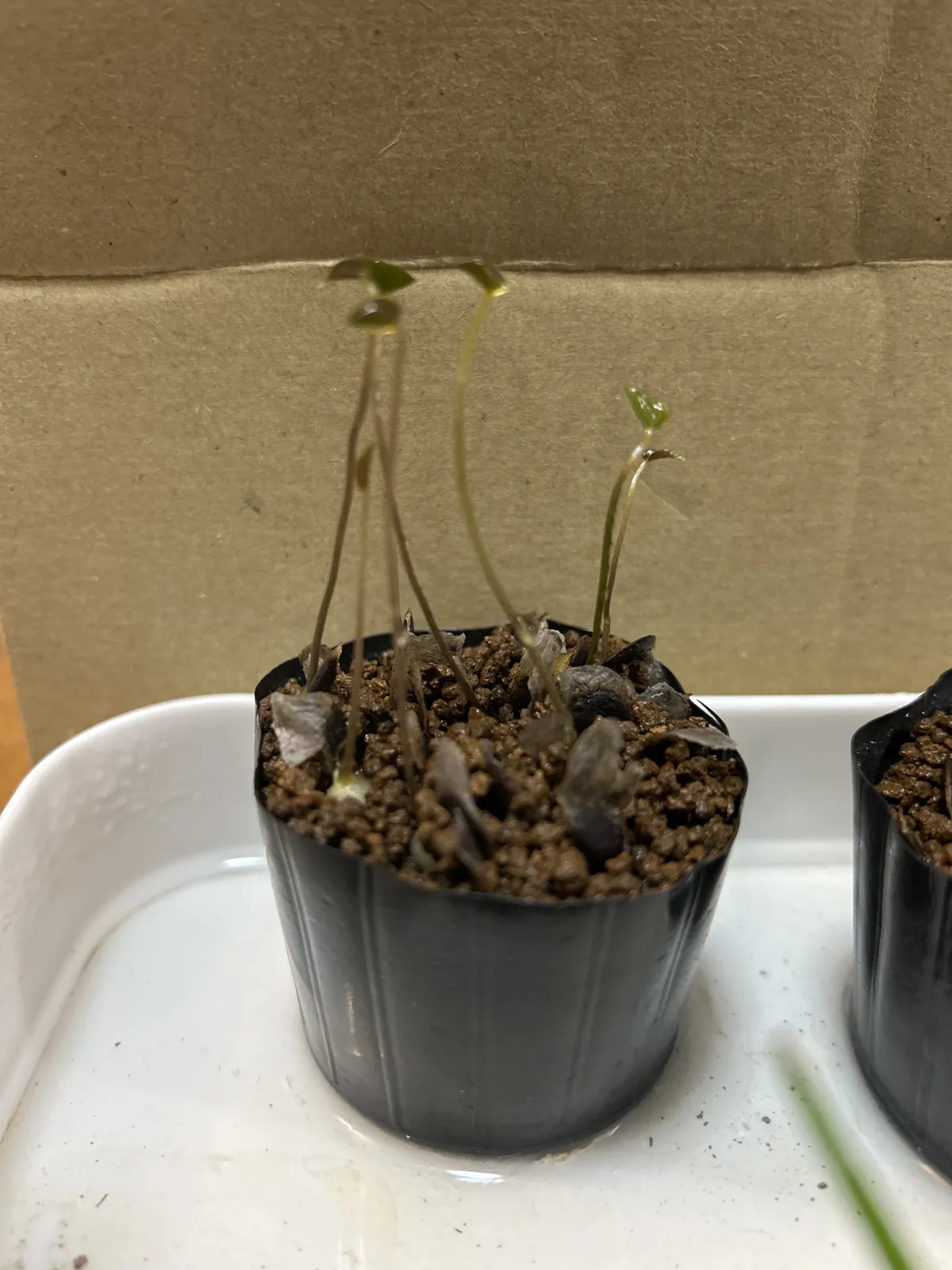 [チャレンジ種子] 亀甲竜 Dioscorea elephantipes ディオスコレア エレファンティペス 未発芽ロット