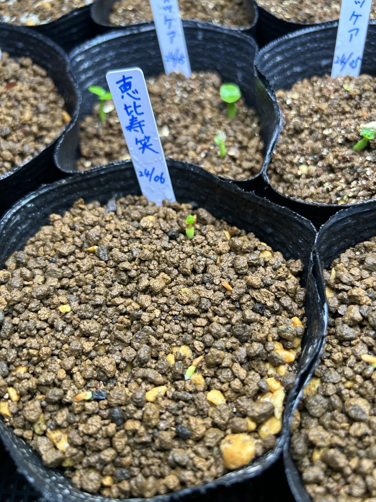 Pachypodium rosulatum var. eburneum (パキポディウム エブレネウム)