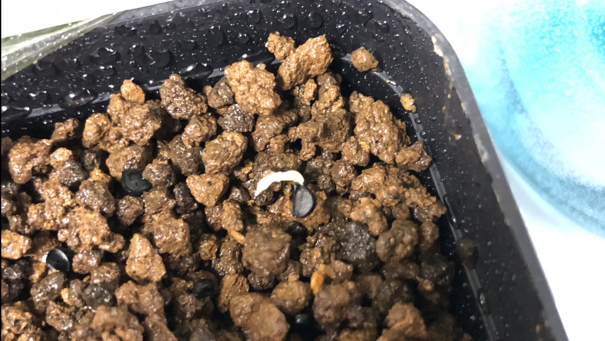 Agave quiotepecensis (アガベ クイオテペセンシス)