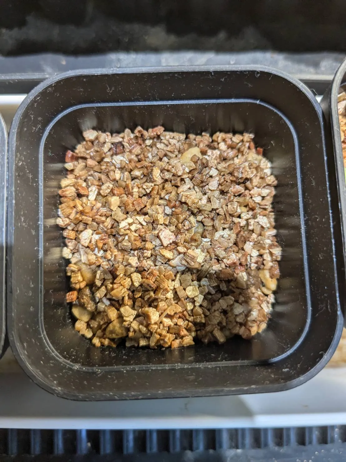 Philodendron lentii (フィロデンドロン レンティ)