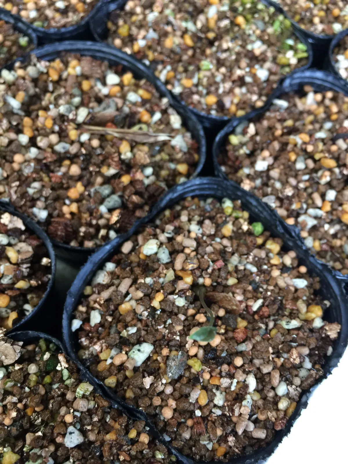 Dioscorea elephantipes (ディオスコレア エレファンティペス アフリカ亀甲竜)