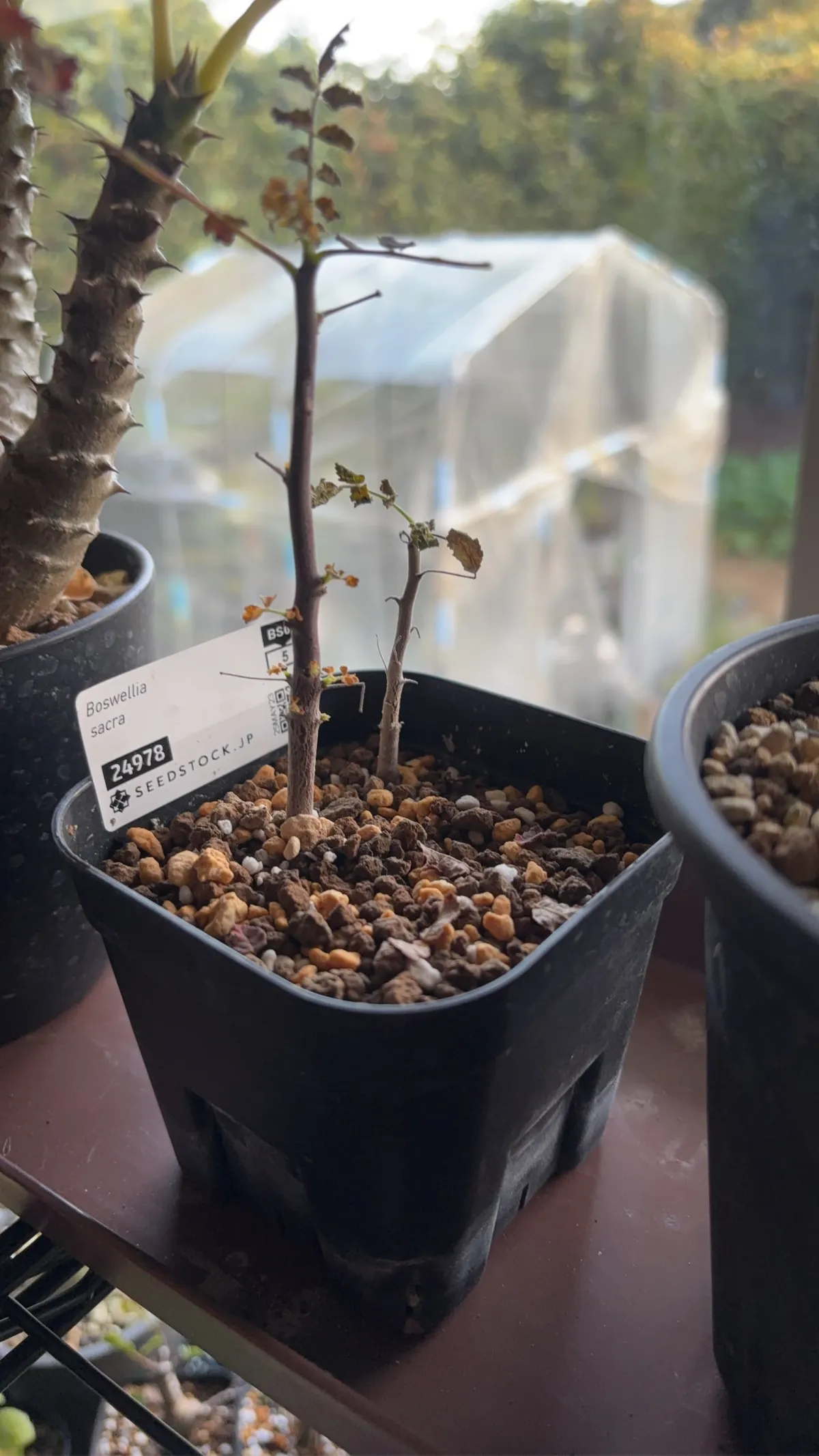 ボスウェリアサクラ 種子] ボスウェリア サクラ Boswellia sacra | 塊根植物 コーデックス